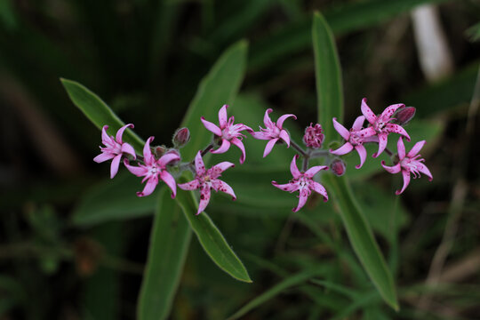 flores catavento
