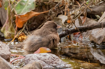 An Abert's towhee ruffles its feathers as it bathes in a small creek 