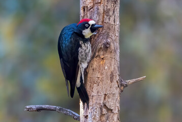 An acorn woodpecker watches curiously from the side of a dead tree 