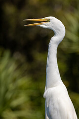 Kotuku White Heron in New Zealand