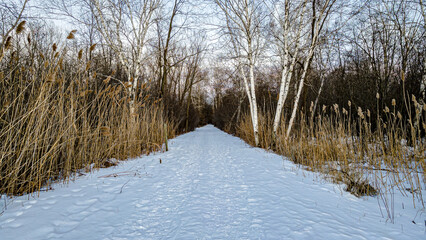 Path heads into the wilderness in winter