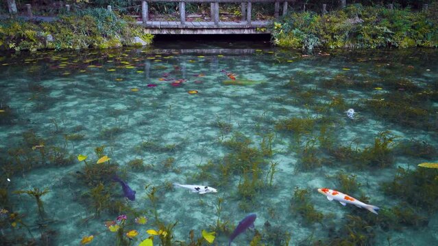 岐阜県関市板取　早朝のモネの池　名もなき池