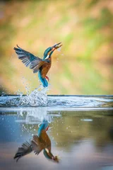 Fotobehang IJsvogel Common European Kingfisher (Alcedo atthis). canoe boat flying after coming out of the water with caught fish prey in its beak  © fsanchex