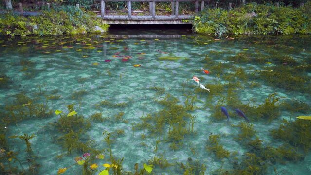 岐阜県関市板取　早朝のモネの池　名もなき池