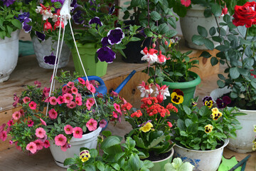 Summer still life with beautiful flowers in pots outside in the garden.  Vintage botanical background with plants, home hobby still life with gardening objects and nature.