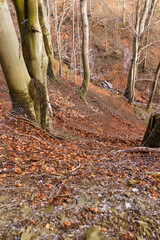 Forest stream in frosty autumn in the forest.