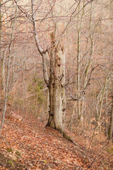 Fototapeta premium Old beech with a broken part of the trunk.