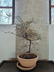 시멘트 기둥 앞 실내의 작은 나무 식물