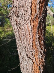 tree bark texture