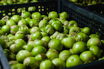 Tomatillo, tomate 
