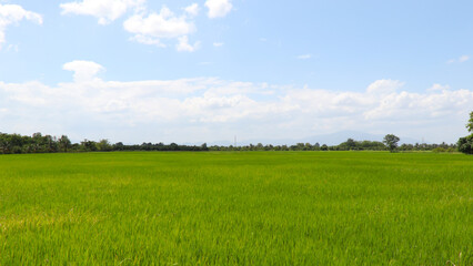 Obraz premium Fresh green rice field under a bright blue sky with soft white clouds, peaceful countryside landscape, agricultural scenery, natural rural environment, vibrant meadow panorama, tropical farmland