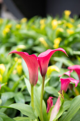 Beautiful pink calla lily flowers in springtime, Pink fresh calla lilly flowers on nature background
