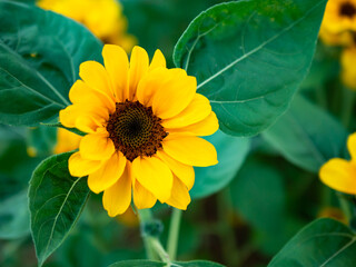 Beautiful field of blooming sunflowers in garden, Sunflower background closeup and soft focus.