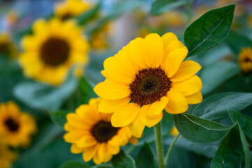 Fototapeta premium Beautiful field of blooming sunflowers in garden, Sunflower background closeup and soft focus.
