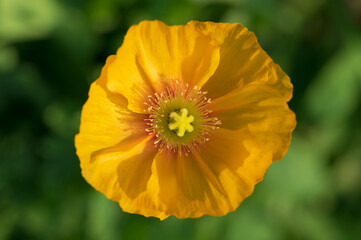 Close up of common poppy flowers