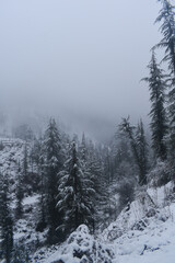Fresh snow caped himalayan cedar trees and foggy weather scenery