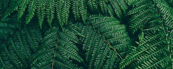 green fern leaf, dark nature background