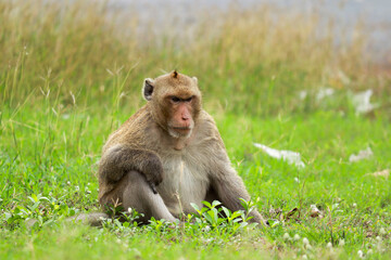 Date 16/2/2565 at
Wat Phra Phutthachai, Mueang District, Saraburi Province
Cute monkeys live in the natural forests of Thailand, looking for food, which are taken from a distance.