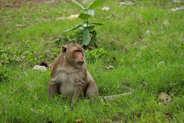 Date 16/2/2565 at
Wat Phra Phutthachai, Mueang District, Saraburi Province
Cute monkeys live in the natural forests of Thailand, looking for food, which are taken from a distance.