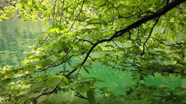 Fr&uuml;hling im Wald. Ruhiges kristallklares Smaragdgr&uuml;nes Wasser. Frische gr&uuml;nes Bl&auml;tter. Wandern, Entspannen, verbunden K&ouml;rper Geist und Seele mit die Natur in Bayern Alpen, Eibsee, Deutschland, Europe.