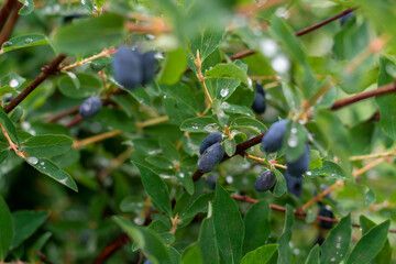 Blue ripe honeysuckle berries on a branch with bush leaves.