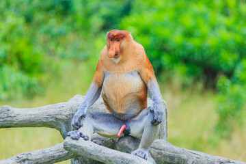 Fototapeta premium proboscis monkey or nasalis larvatus