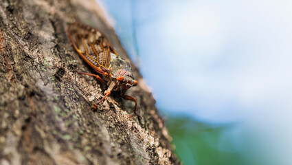 蝉　アブラゼミ　夏　昆虫　油蝉