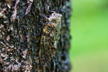 ニイニイゼミ　 セミ　 夏　木の幹
