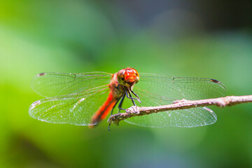 トンボ　昆虫　休憩して　葉　赤とんぼ　ショウジョウトンボ, © iwasaki