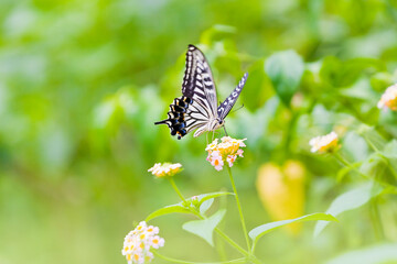 Fototapeta premium チョウ 蝶 蜜を吸う 花
