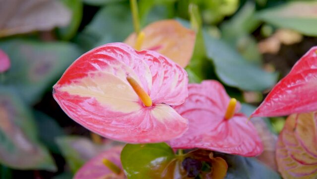 Anthurium is a red heart-shaped flower. Anthurium or known as tailflower, flamingo flower, laceleaf.Anthuriums have come to symbolize hospitality.