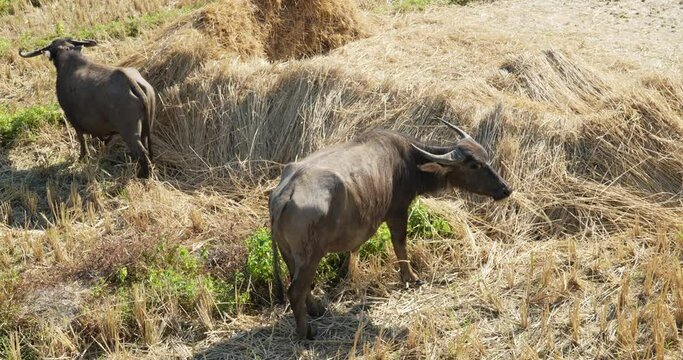 Two water buffalo in the field .