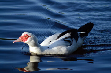 a muscovy duck swimming in a body of water
