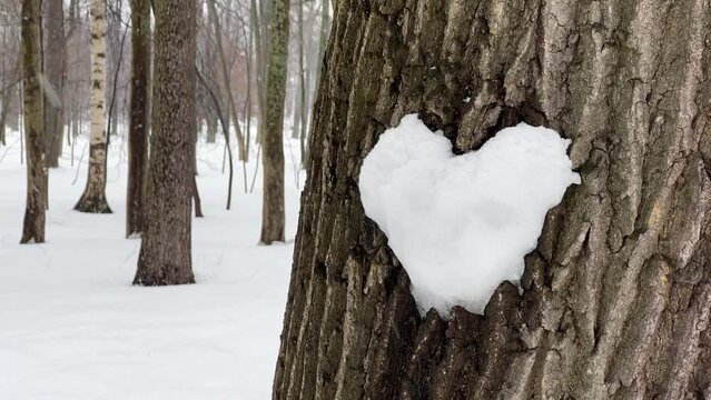 A snowball heart on a tree trunk. A heart-shaped snow figure is attached to a tree. There is a thaw in the forest and sleet is falling. Bare tree trunks