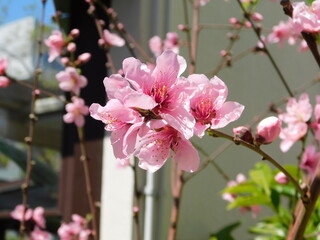 Pink flowers of a nectarine tree, or Prunus persica, in the spring
