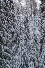 Winter background, Close up of snowy branches of coniferous trees drooping down under weight of...