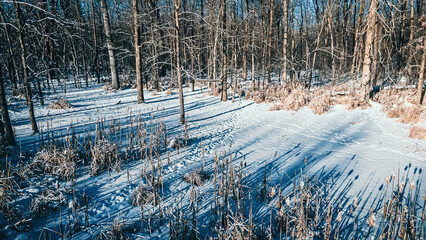 A frozen winter landscape in a natural forest