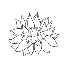 Isolated doodle flower peony in line art style on white background for beauty design and postcard decoration