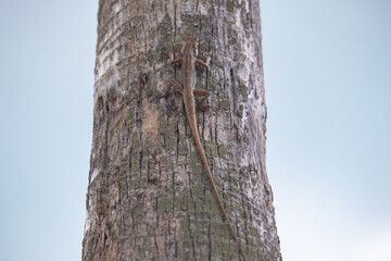 Close up view f a small lizard with a long tail sits on the trunk of a tree, blue sky on the...