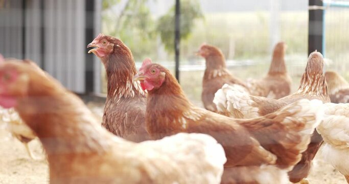 Flocks of chickens is constantly moving with a crest on its head. It has a sharp beak to peck at food.
