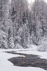 Wintry beautiful white color landscape of running raging river with melted mountain water, washing icy shores of snow-covered coniferous forest on gloomy cold day in wild Nordic winter nature