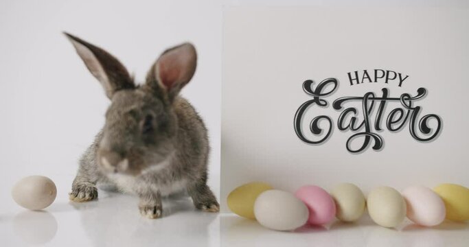 A gray rabbit is ooking at camera on a white background, Focus to the inscription Happy Easter. With many eggs of different colors. Easter Bunny is curious. Concept Happy Easter Celebration