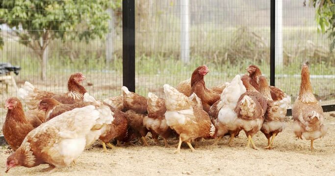 Many flocks of brown chickens are walking in the farm. Poultry are always on the move with a crest on their heads.