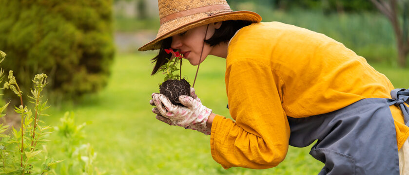 Gardener holds a petunia flower in a peat pot