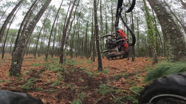 on-board view of a machine cutting down pine trees to clear the forest
