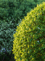 Green bushes with trimmed branches and young leaves.
