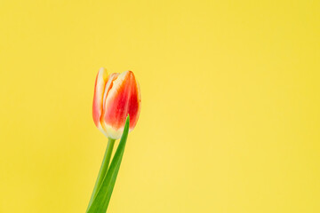 Beautiful red tulip on a yellow background. Fresh spring flower. Copy space for text. Floral summer concept.