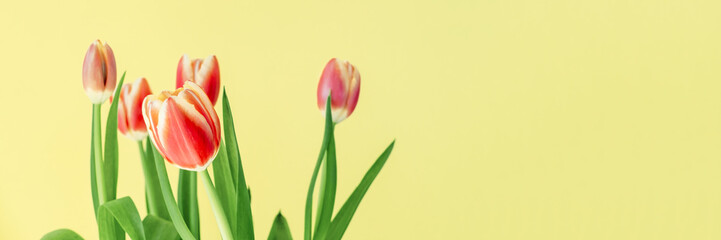 Beautiful red tulips on a yellow background. Fresh spring flowers. Copy space for text. Floral summer concept. Banner.