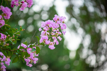 beautiful myrtle flowers in the botanical garden of batumi
