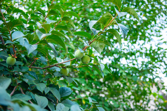 persimmon grow a lot on the tree in the garden